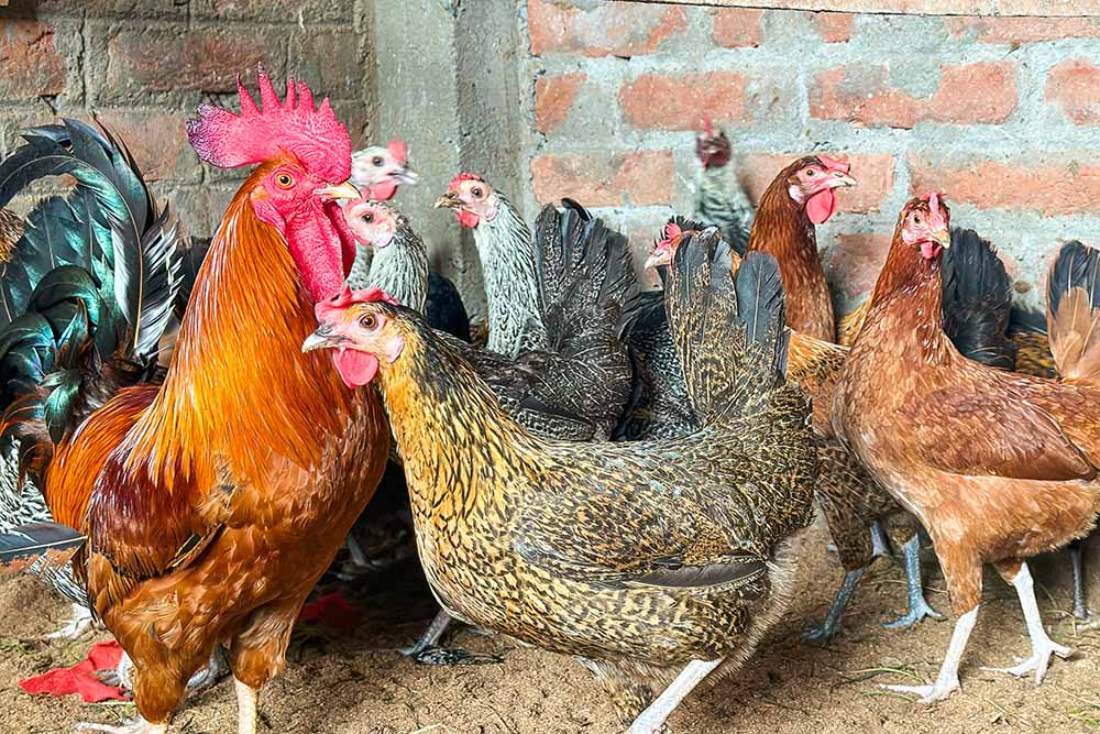 India's 30 Best Chicken Breed