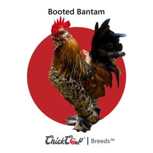 Booted Bantam_ChickCoop Breeds