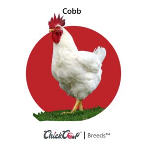 Cobb broiler-ChickCoop