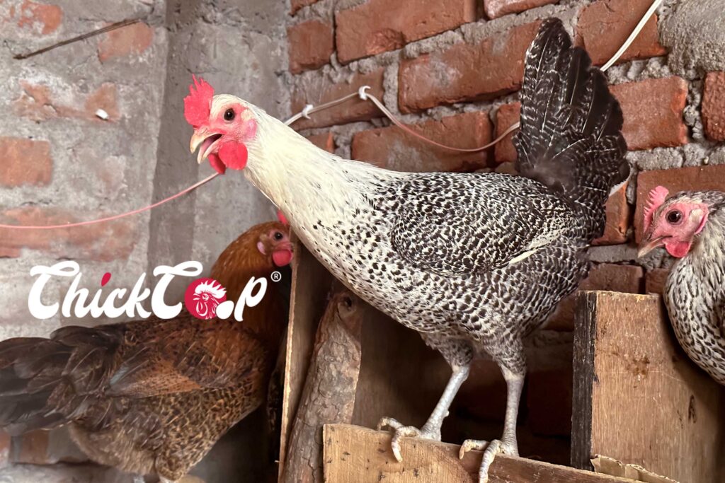 Fayoumi Chicken