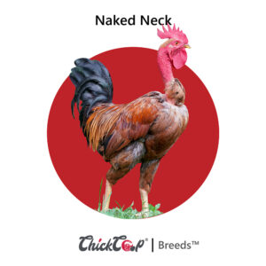 Naked Neck-ChickCoop