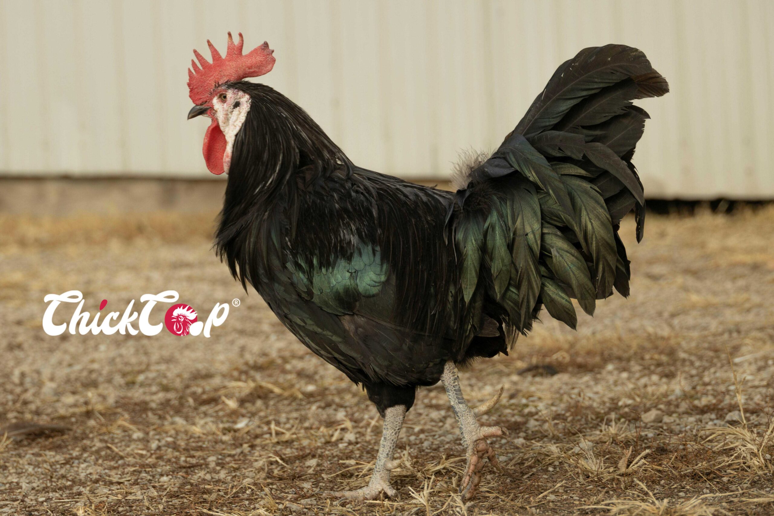 Spanish Rooster ChickCoop Breed 3