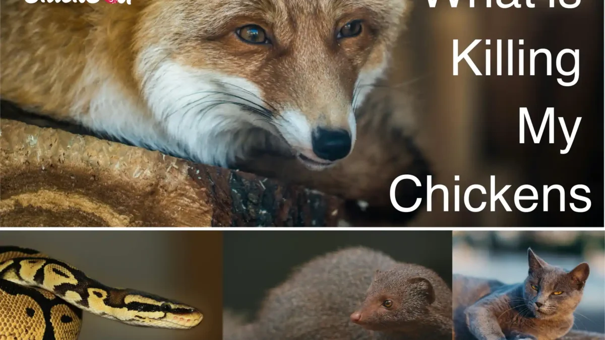What is killing my chicken