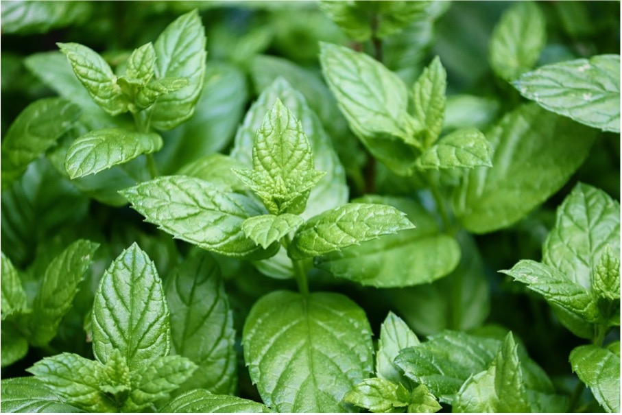 Mint (Peppermint or Spearmint)
