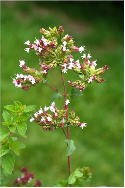 Origanum