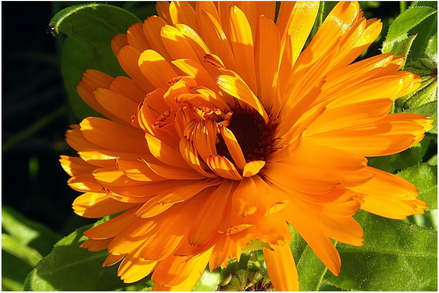 Calendula (Calendula officinalis)