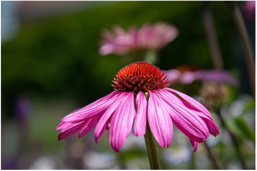 Echinacea (Echinacea purpurea/angustifolia)