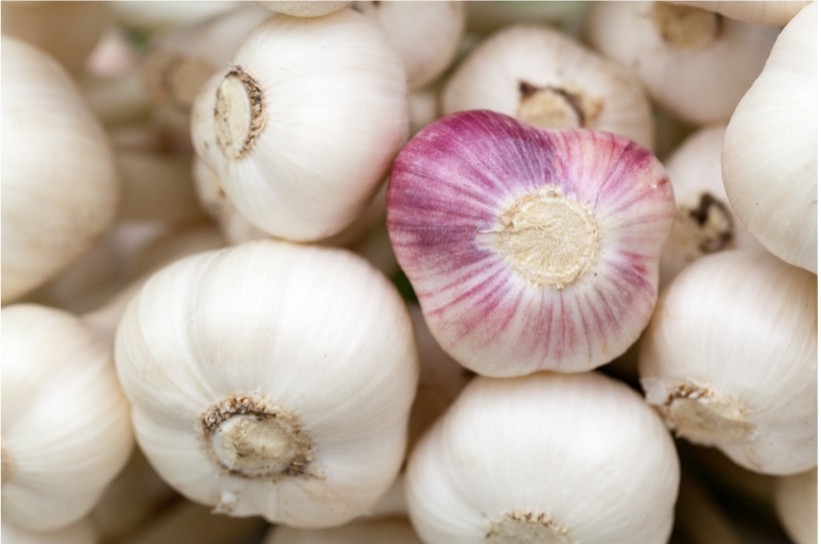 Garlic (Allium sativum)