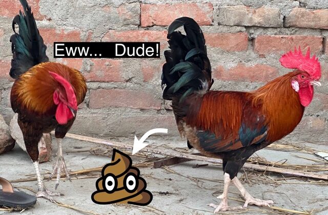 Best Blog in Chicken Poop