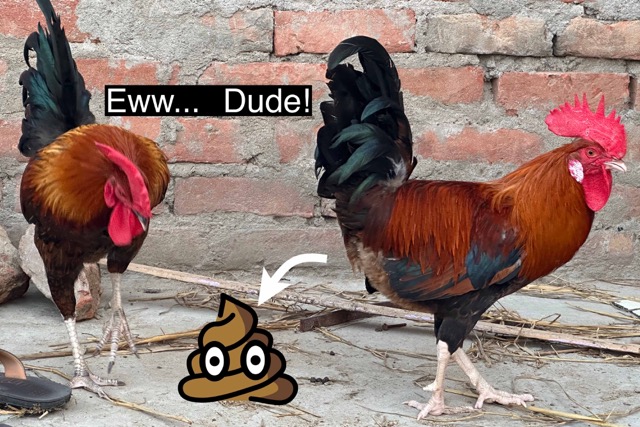 Best Blog in Chicken Poop