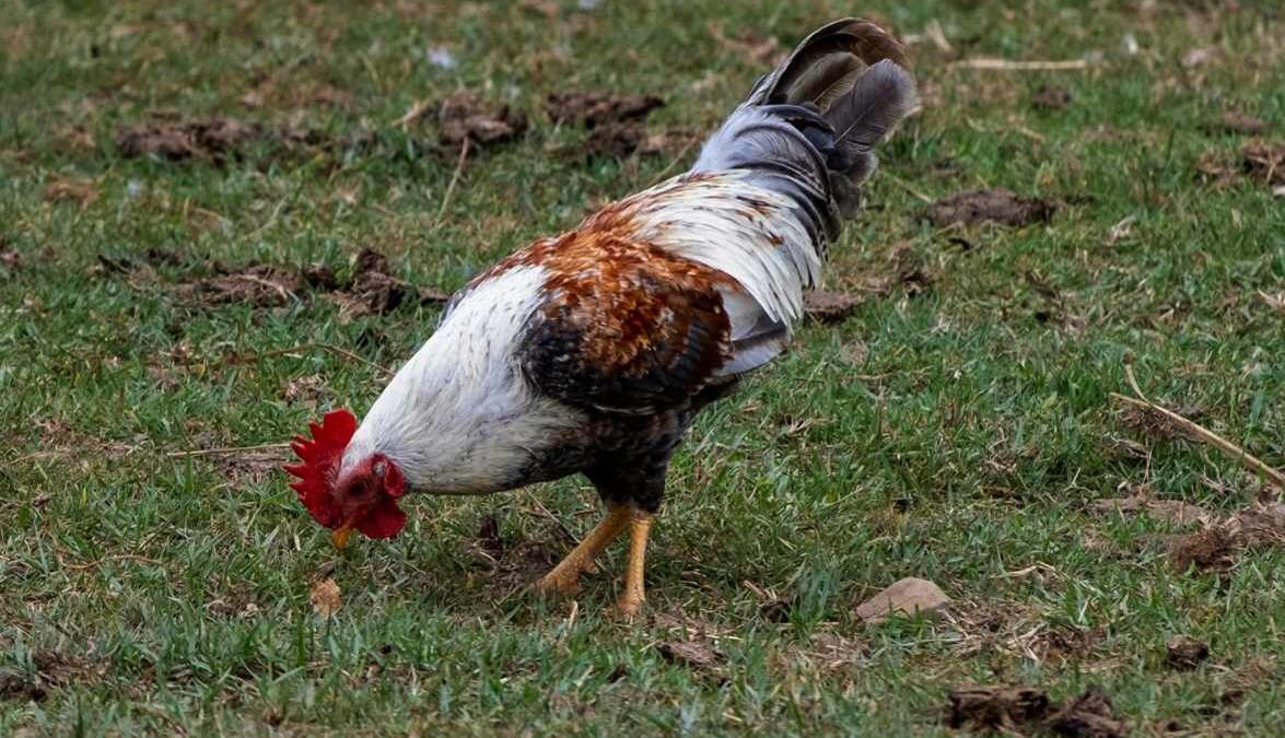 Beware of Toxic plants in your farm_ChickCoop
