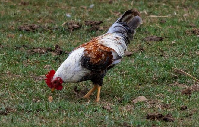 Beware of Toxic plants in your farm_ChickCoop