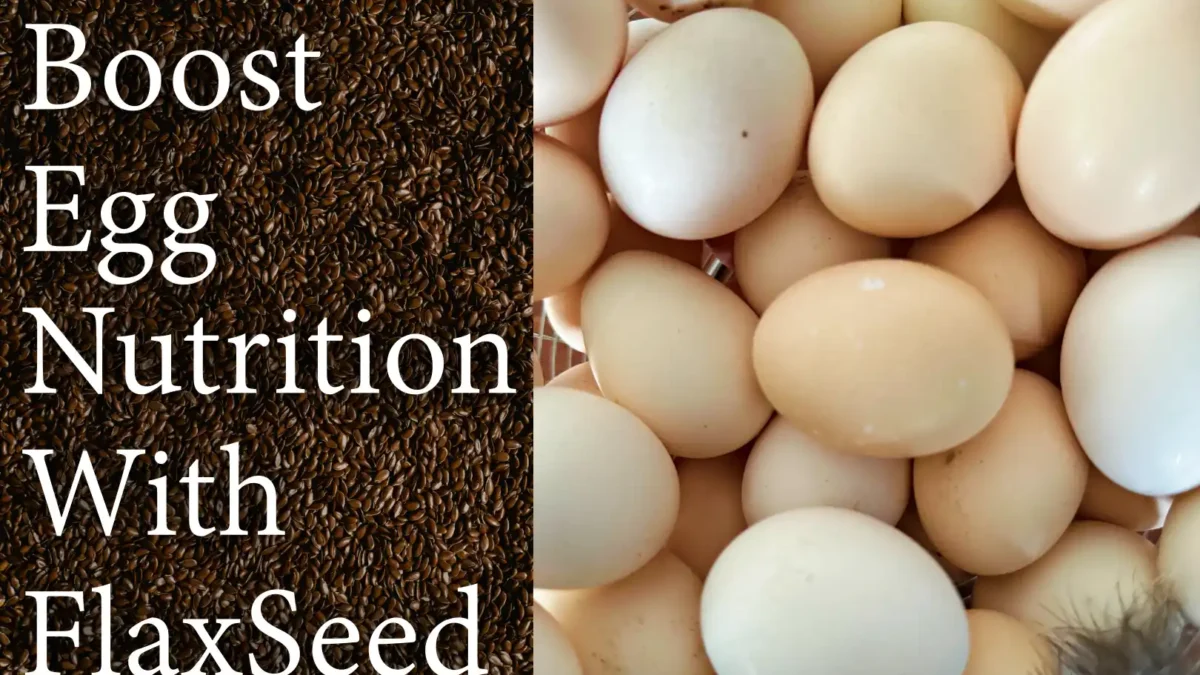Boost egg nutrition with flax seed