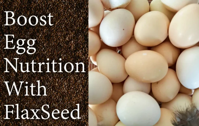 Boost egg nutrition with flax seed