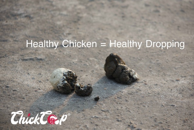 Chicken Poop