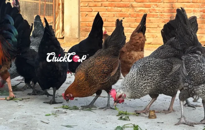 Feeding Table scrap to Chicken