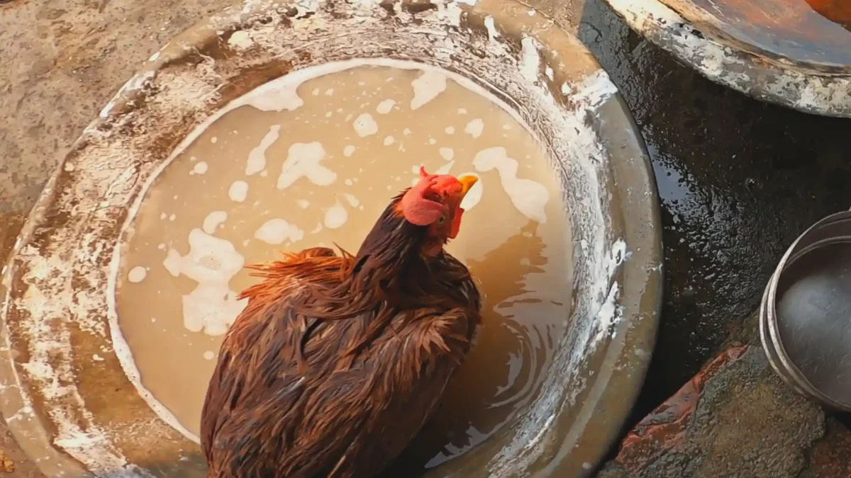 How to bath your chicken