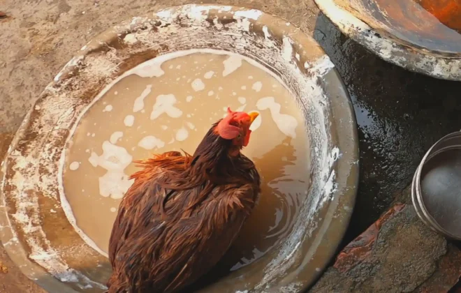 How to bath your chicken