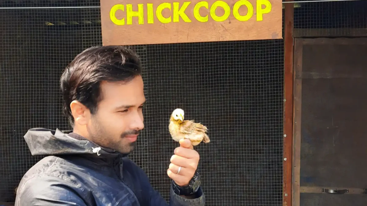 How to buy Good Chicks?