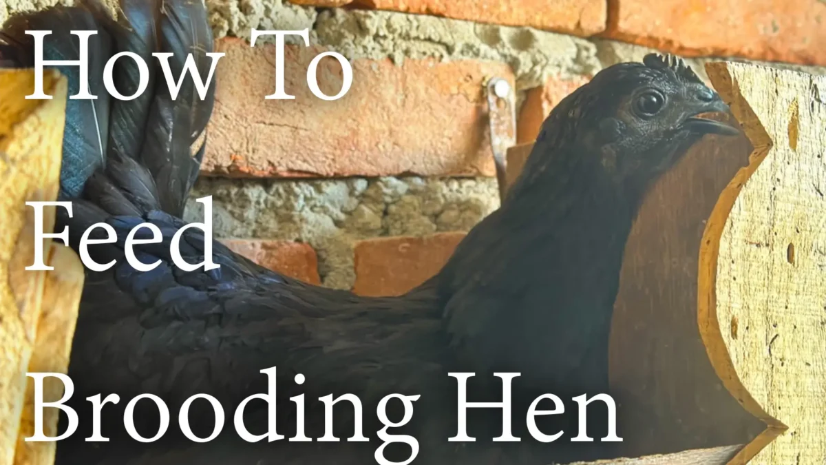 How to feed Brooding hen