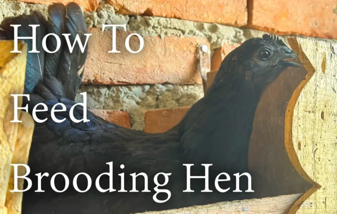 How to feed Brooding hen