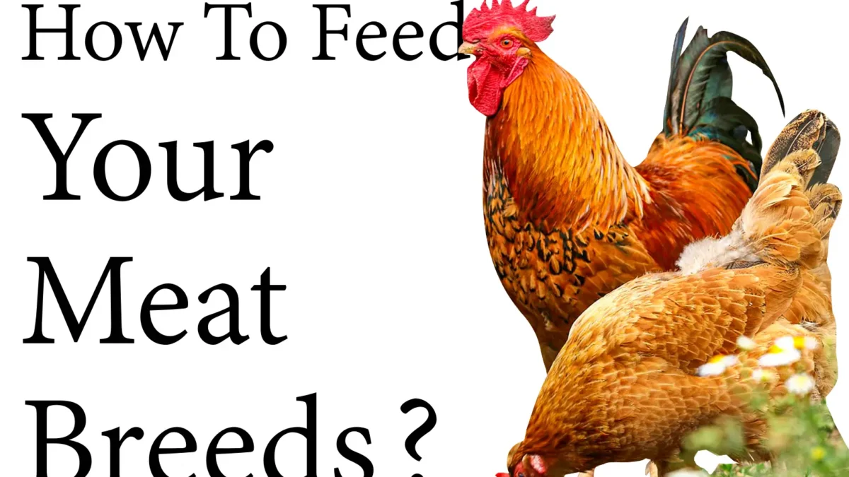 How to feed Your Meat Breeds