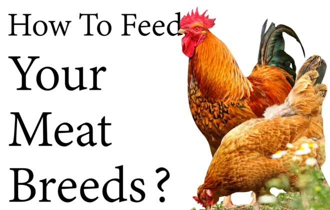 How to feed Your Meat Breeds