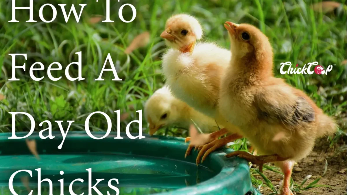 How to feed a day old chicks