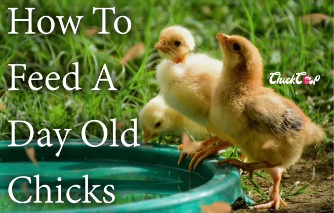 How to feed a day old chicks