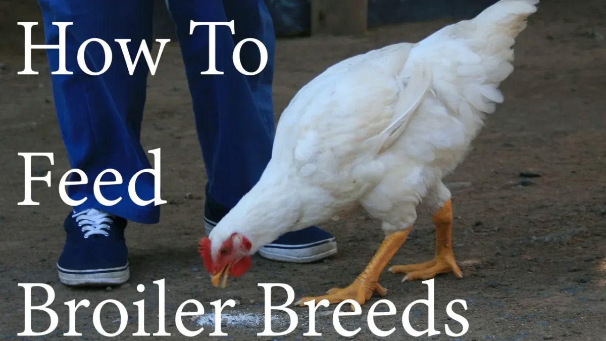 How to feed broiler breeds