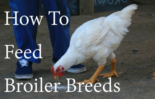 How to feed broiler breeds
