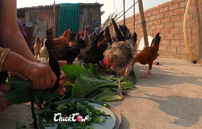 How to feed your chicken naturally