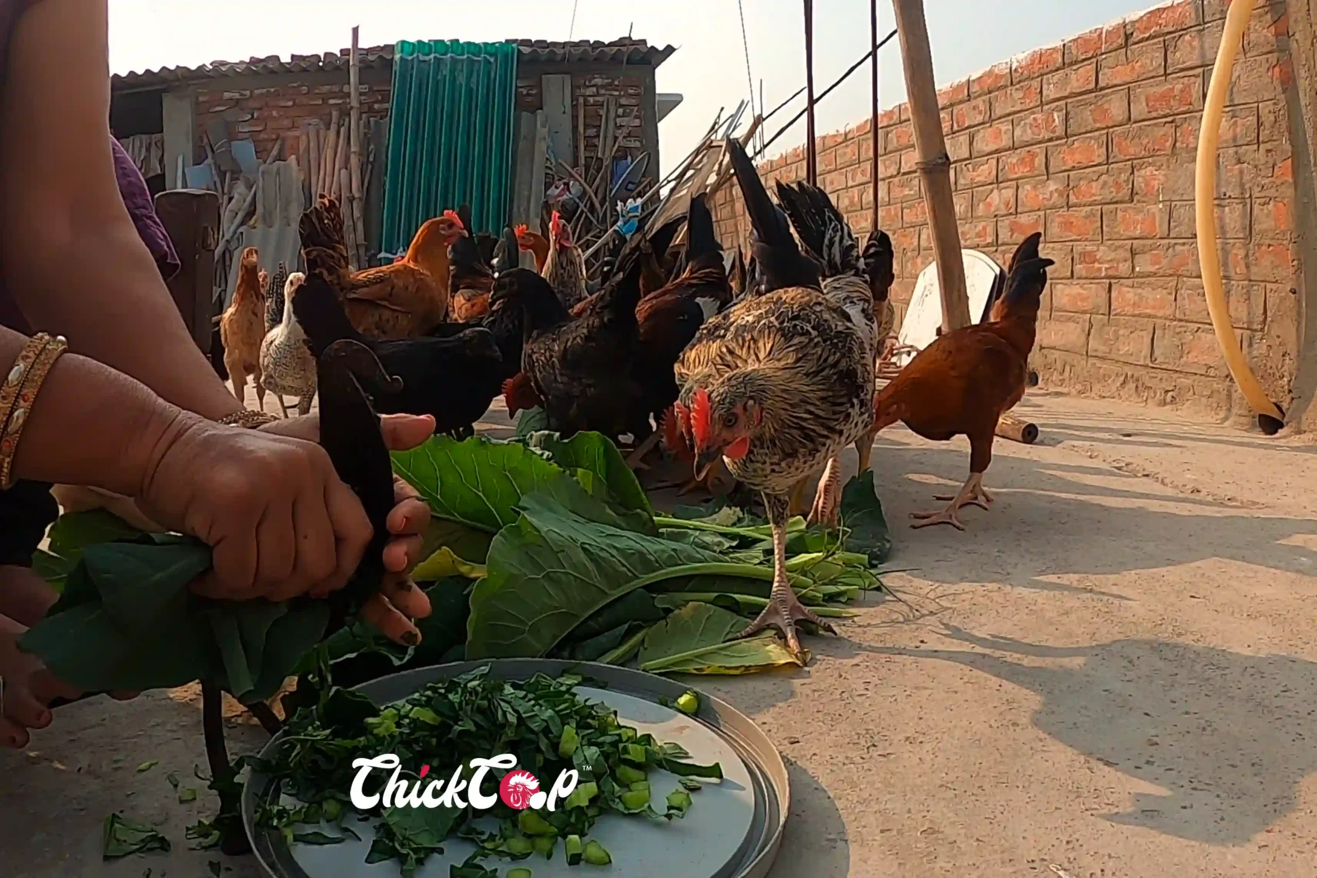 How to feed your chicken naturally