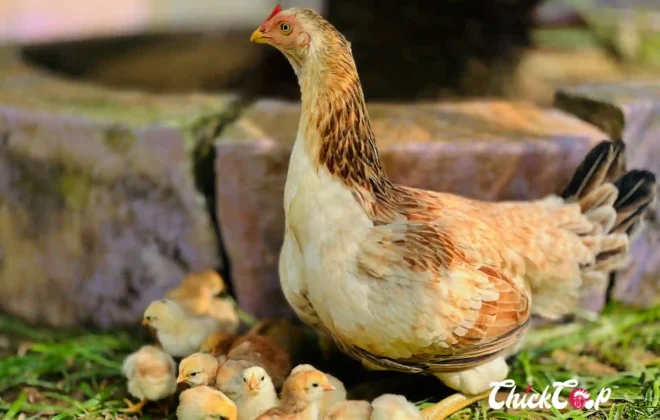 How to feed your hen right