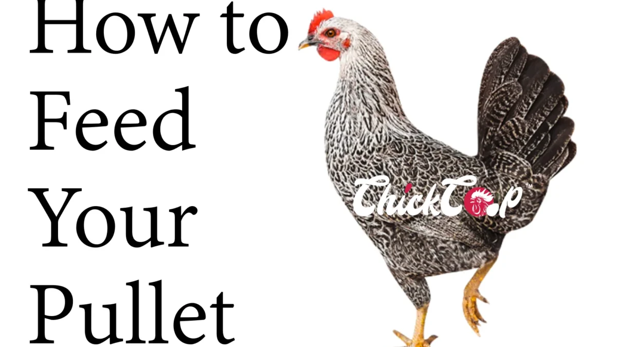 How to feed your pullets