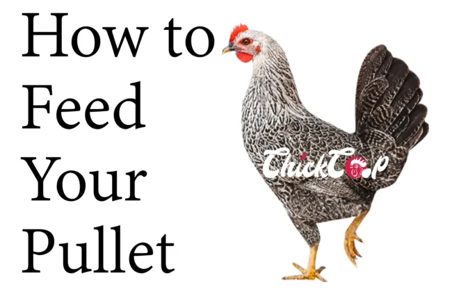 How to feed your pullets