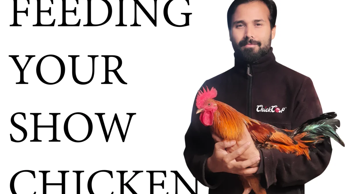 How to feed your show chicken