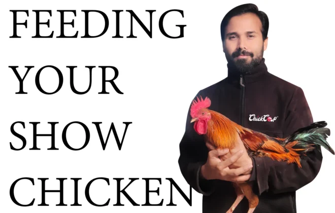 How to feed your show chicken