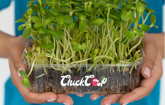 How to grow chicken fooder at home