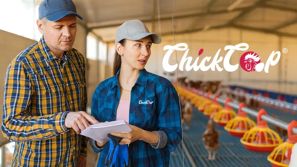 How to maintain chicken coop