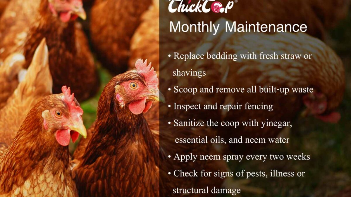 How to maintain your chicken coop monthly