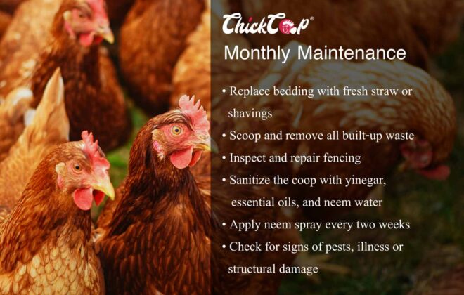 How to maintain your chicken coop monthly