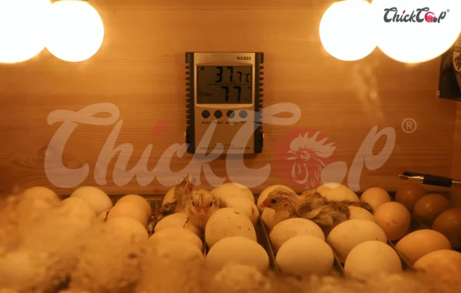 How to make chicks brooder