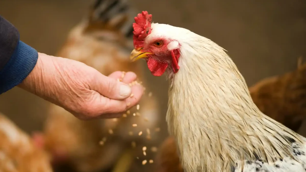 How to make your own chicken feed