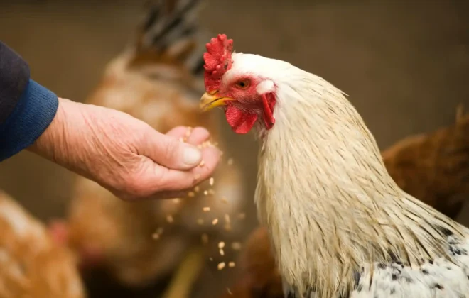 How to make your own chicken feed
