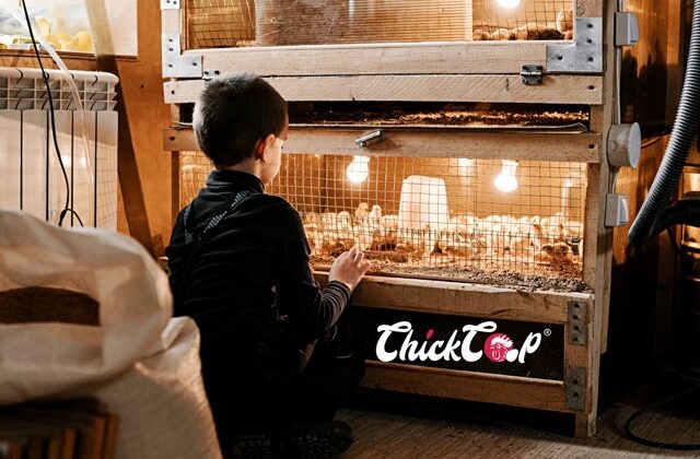 How to set up brooder at home