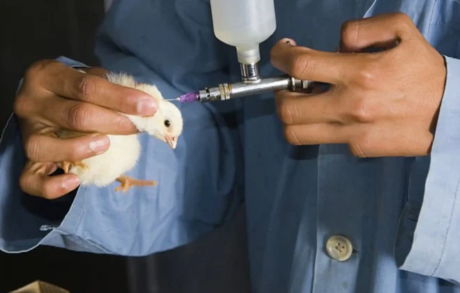 How to vaccinate your chickens