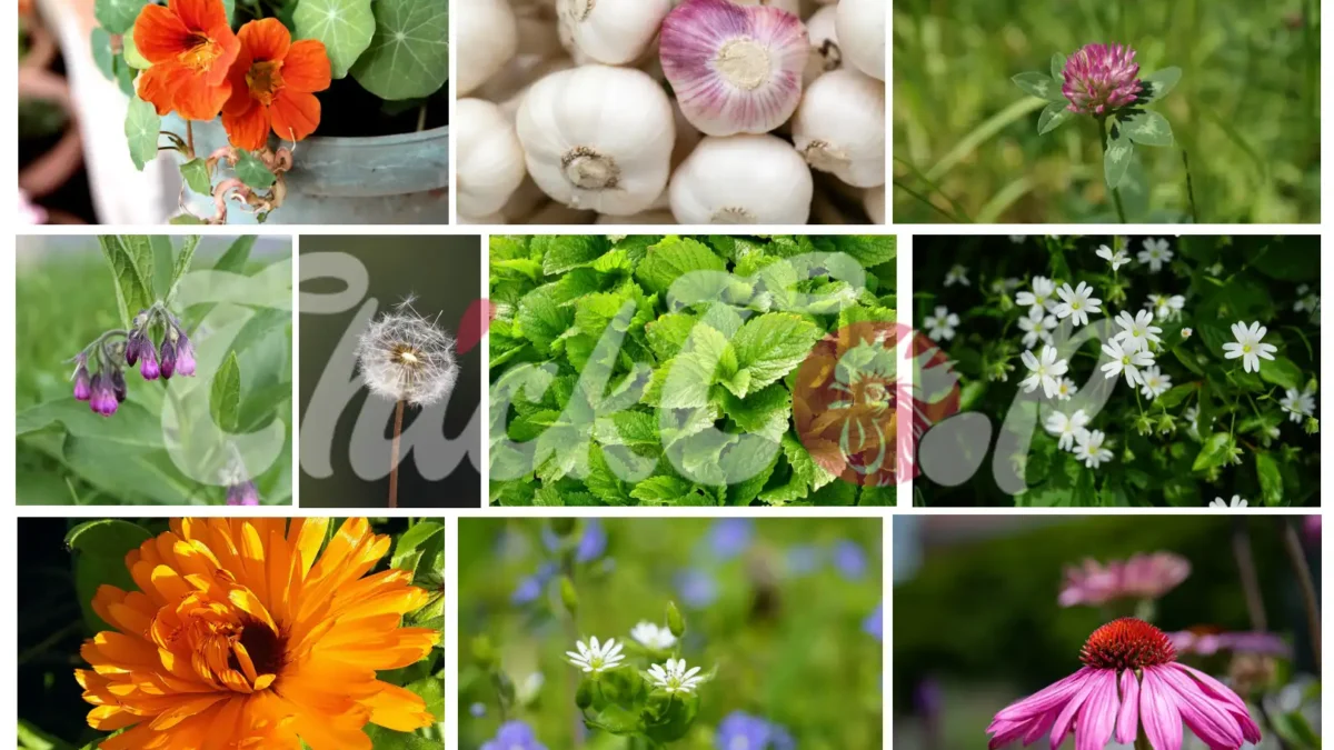 List of herbal list of chicken coop