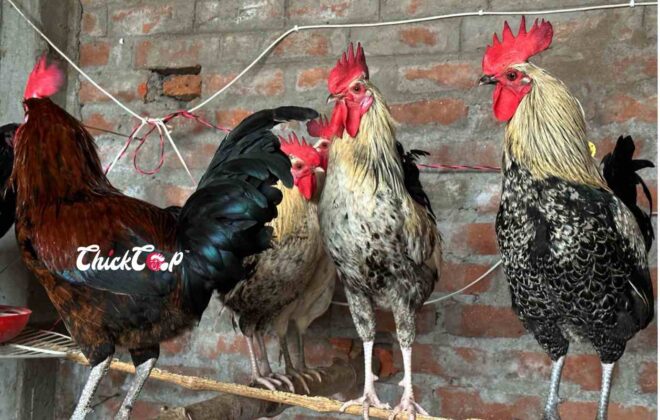 Maintain the right chicken ratio at Farm_ChickCoop