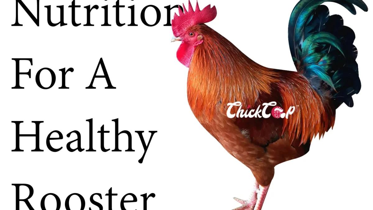 Nutritions for a healthy Roosters